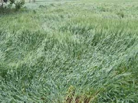 Rain damage to crops
