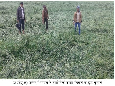 Spoiled season crop to kill, heavy losses