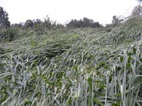 Crop from rain and wind , the farmer concerned