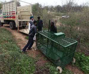 terror of leopard in chandigarh