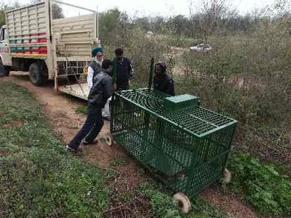 be aware! leopard in khuddalahora village in chandigarh