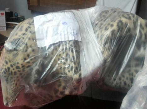 three man arrested with leopard ans pangolin skin.