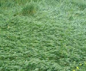 Crop mercury climbed villagers