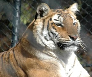 tiger found in FRI.