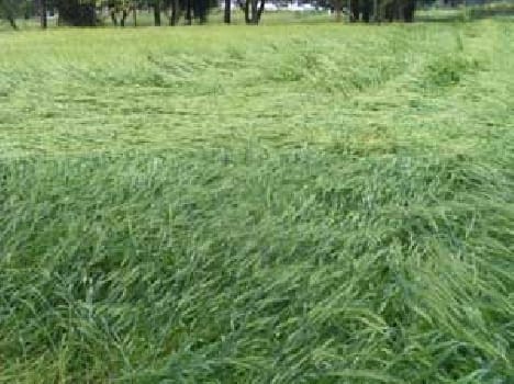 The storm destroyed many bigha crop