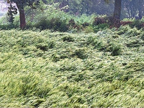 Rain and hurricane devastated farmers