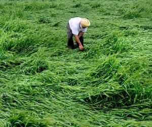 huge destruction of crop in punjab, haryana due to rain