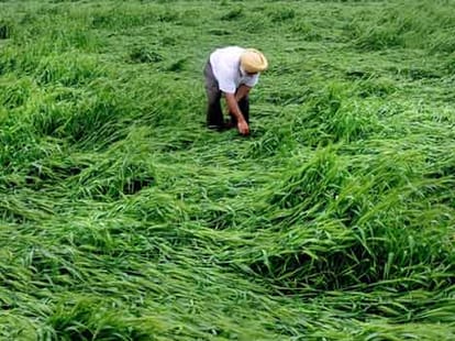 huge destruction of crop in punjab, haryana due to rain