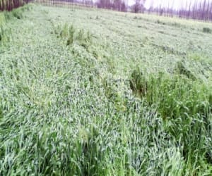 rain destroyed crop.