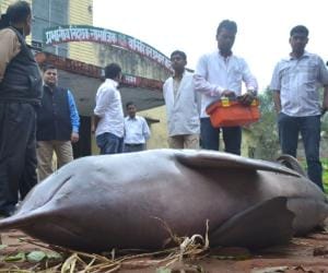 Hunters kills dolphin fish