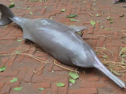 Hunters kills dolphin fish