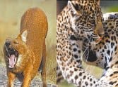 Enhanced surveillance in East Delhi on notice of leopard