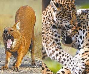 Leopard in Kyuli knock panic
