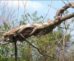 OMG: miracle of 5 snakes from 14 day