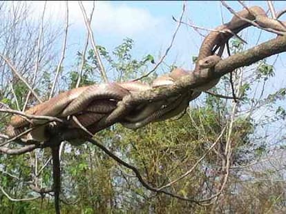 OMG: miracle of 5 snakes from 14 day