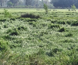 farmer dead due to shock
