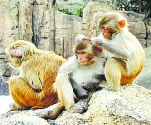 census of monkeys would held in jammu and kashmir 