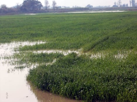 Sharda river by rain Ufnai Hundreds of acres of crops submerged