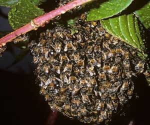bee stung in some unfortunate places