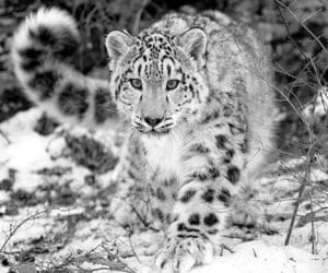 rare ice leopard seen in nanda devi national park.