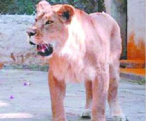renuka mini zoo lioness mamta died.