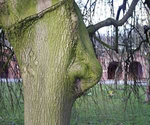 tree with a nose