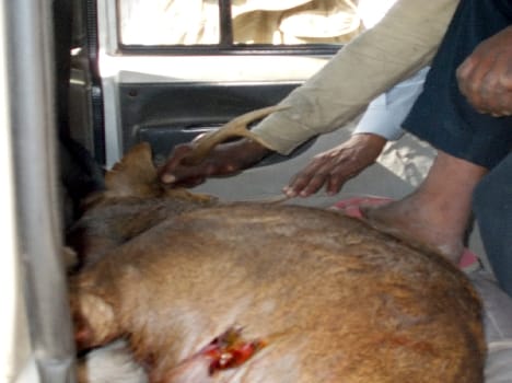 dear,s child injured in forest