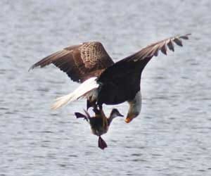 moment when eagle flies away with duck in its talon
