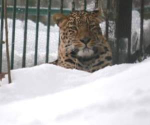 Leopard women left farming fear