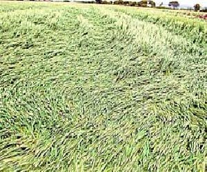 rain destroyed crop in haridwar.