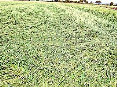 crop are destroyed due to rain 