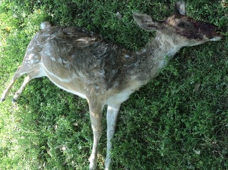 cheetal dead body find in nahar