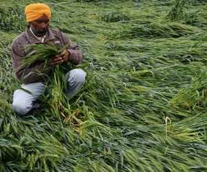 1600 crore crop destroyed due to rain and hailstorm