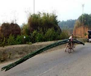 50 foot bamboo on cycle