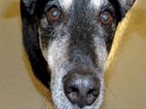 a dog that detects cancer by smelling