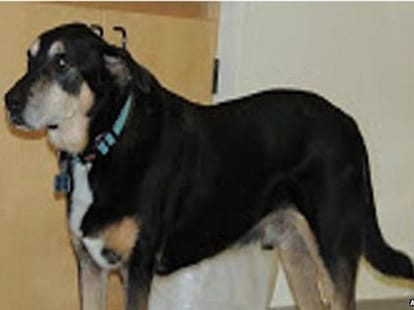 a dog that detects cancer by smelling
