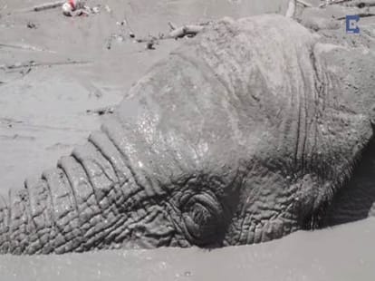 Elephant Drowned In Mud, dig him out after 12 hours