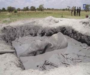 Elephant Drowned In Mud, dig him out after 12 hours