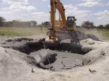 Elephant Drowned In Mud, dig him out after 12 hours