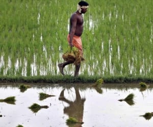 Without insurance farmers faces problems