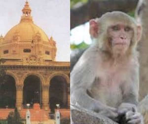 Terror from monkeys issue discussed in Vidhan Parishad.