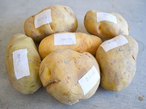 one Kg potato