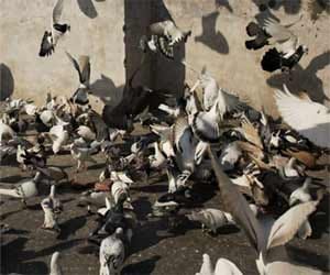 pigeon of india who are millionaire