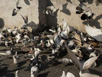 pigeon of india who are millionaire