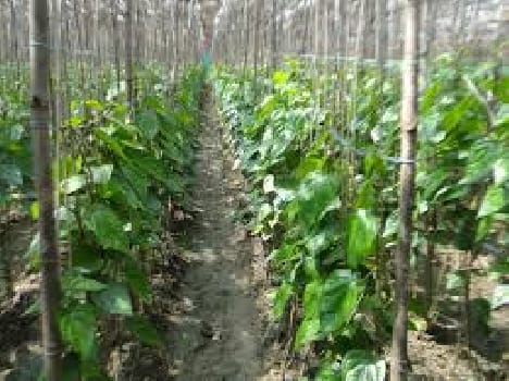 Fifty per cent subsidy on agriculture will pan