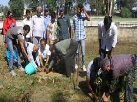 Green Festival plantations
