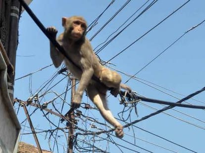 census of monkeys would held in jammu and kashmir 