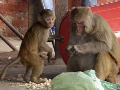 Police have registered FIR against monkey