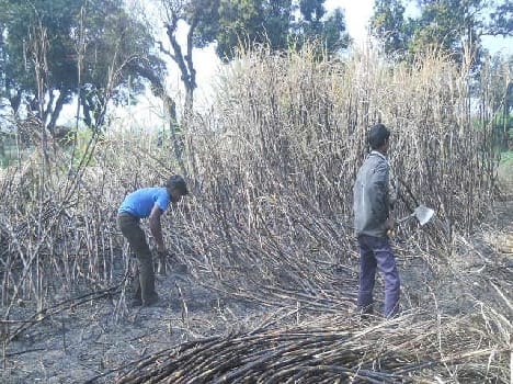 Sparking the cane burn