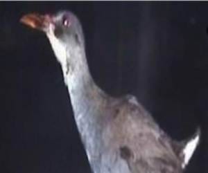 rare bird seen after 40 year in cuba